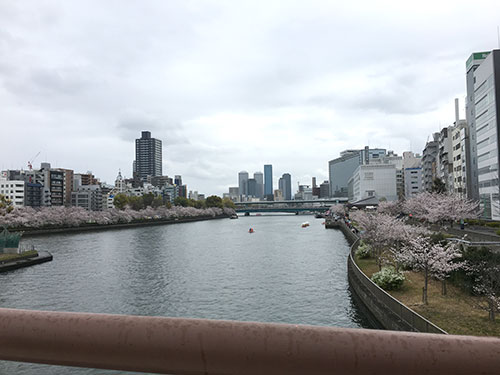 大阪天満橋桜