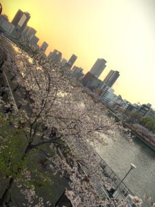 2025年大阪天満橋桜