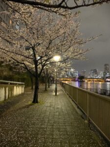 2025年大阪天満橋桜