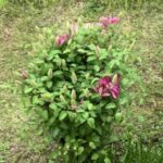 植木が好きな父